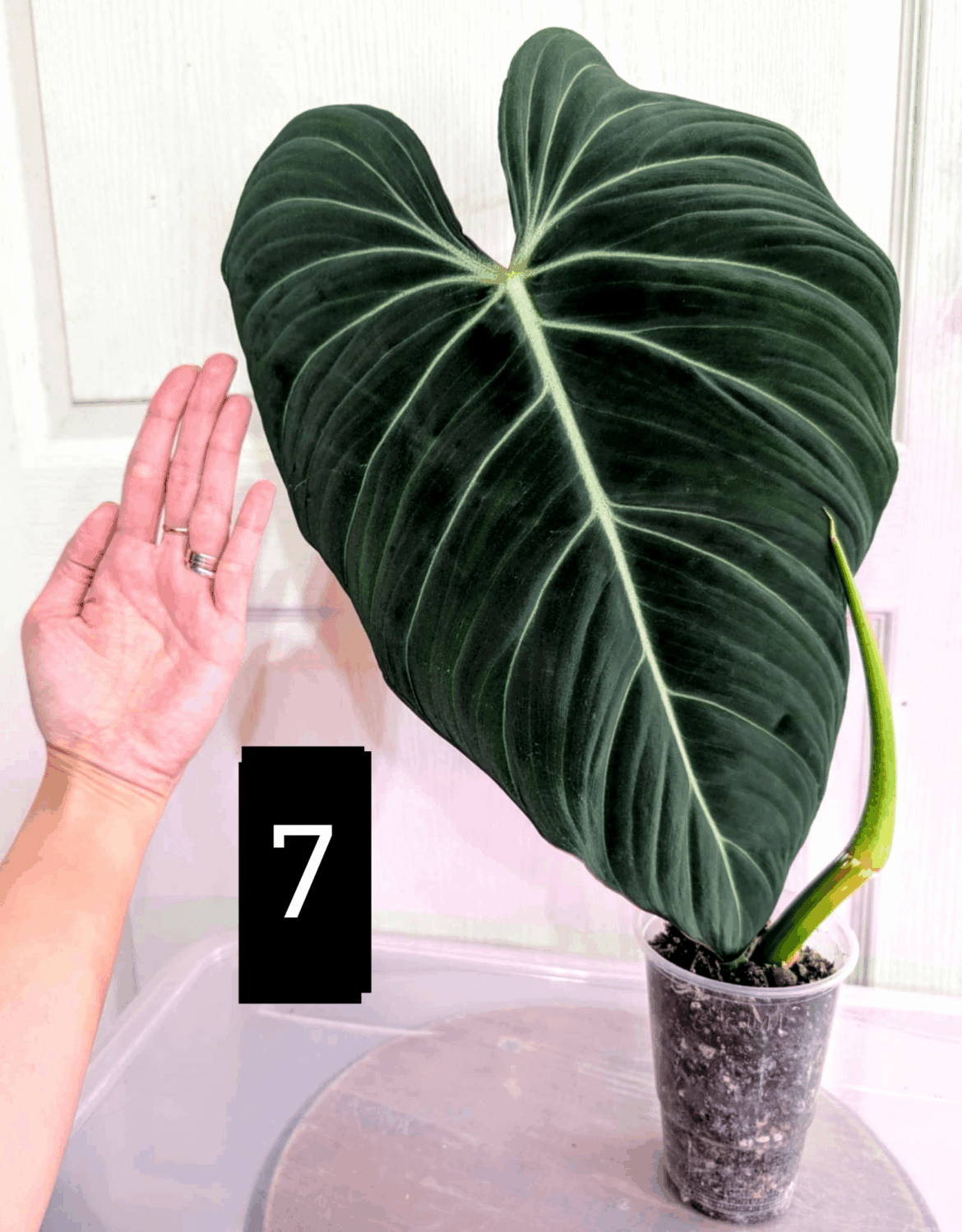 I am thinking of getting this top cut of Philodendron Gloriosum...