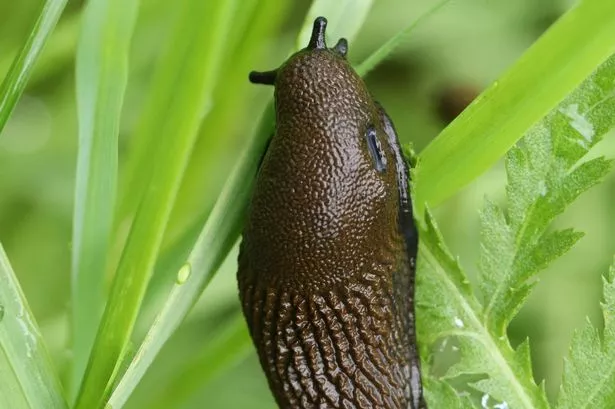 A Roundback Slug, Arionidae, climbing up a blade of grass.