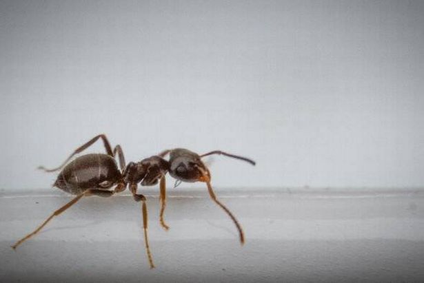 Ant