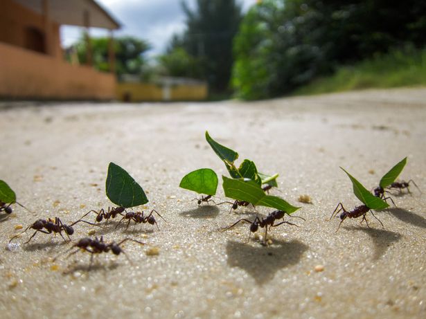Ants carrying leaves across a dirt track