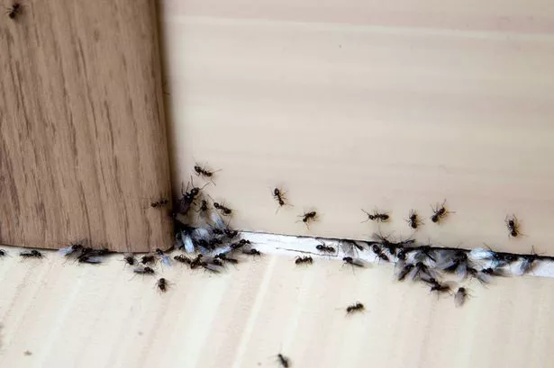 Ants in the house on the baseboards and wall angle