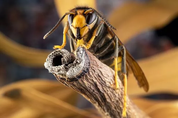 Asian hornet
