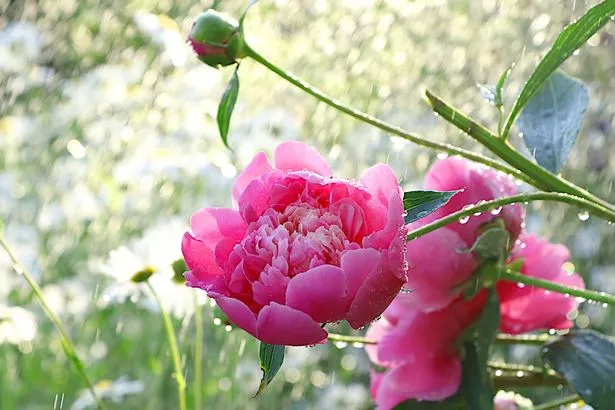 Beautiful bright greeting card with peonies with soft focus and bokeh.Abstract floral defocused background. Screen banner with flowers in the rain, or invitation, blooming garden concept
