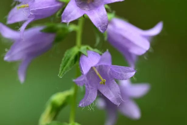 The Canterbury bell flower