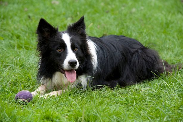 A border collie in grass