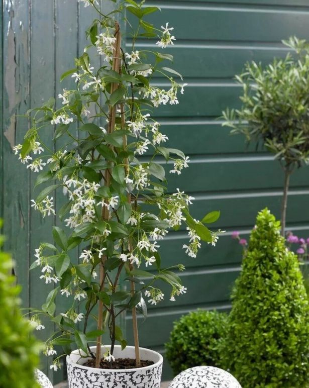 Fragrant Evergreen Star Jasmin