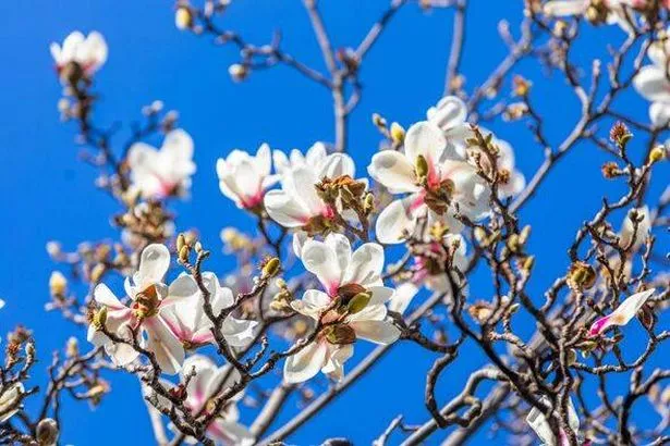 Magnolias are 'magnificent trees' Frances says