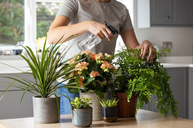 These low-maintenance plants are forgiving if you forget to water them