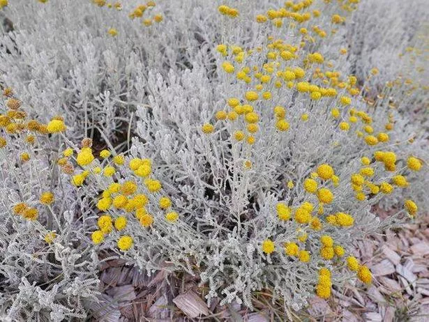 Cotton lavender will do well in very dry conditions