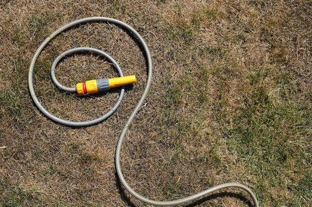 Dry parched grass with curled hosepipe