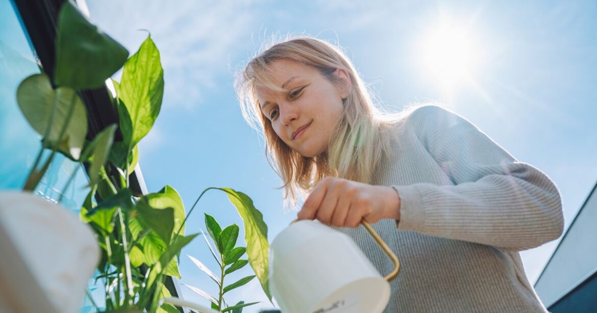 Gardeners urged to avoid watering plants at specific time of day in June Ipso logo