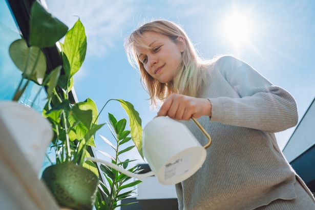 Caucasian blond woman care of plants, watering and cleaning it in a rooftop garden. 