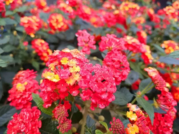 A close-up shot of a pink and yellow flower