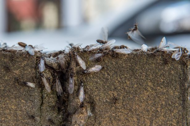 The ants can be spotted as they create long trails across patios and pavements