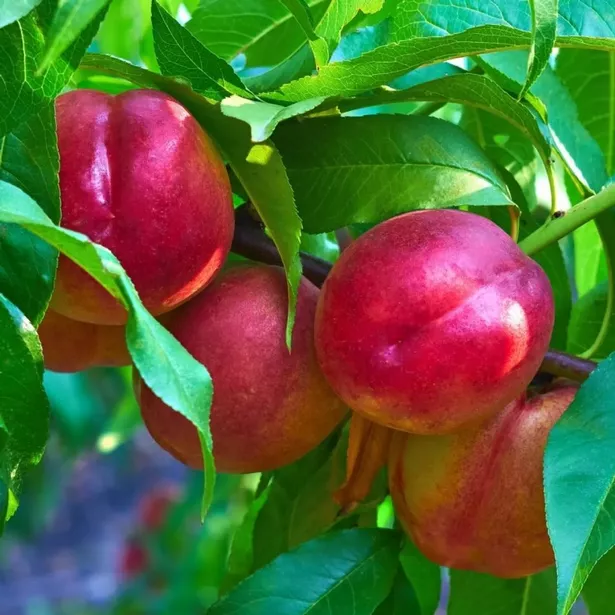 The set contains the Fantasy Nectarine, which is touted as one of the best Nectarines for the UK