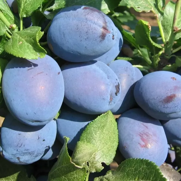 Originating from the USA, the Stanley Plum is hailed as 'one of the tastiest varieties'