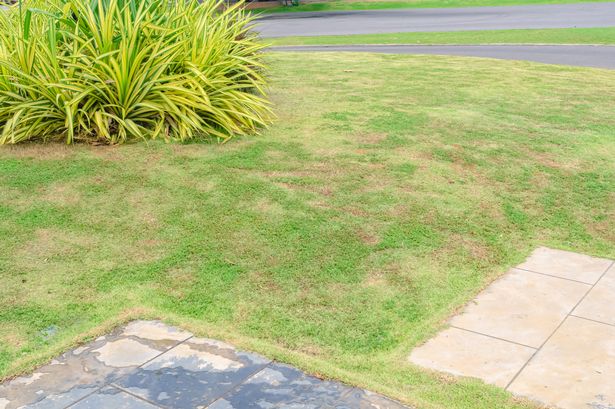 Dead grass of the nature background. a patch is caused by the destruction of fungus Rhizoctonia Solani grass leaf change from green to dead brown in a circle lawn texture background dead dry grass.