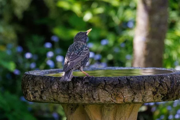 Bird