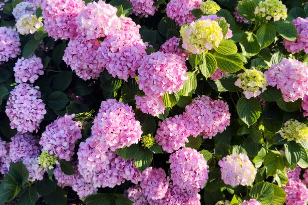 Hydrangea  is a species of flowering plant in the family Hydrangeacea