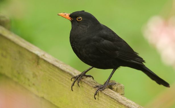 People with blackbirds in their garden are being urged to help out a special survey as the species is being hit with a disease