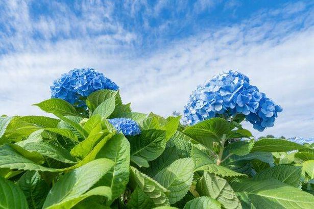 Hydrangea field on blue sky at high mountain Chiangmai Thailand