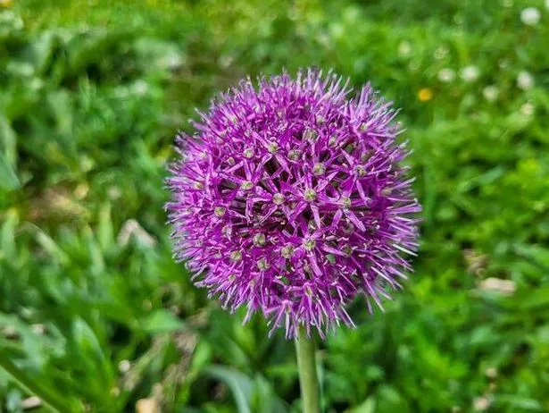 The Allium puts on a glorious display every spring