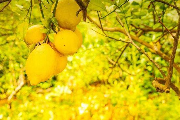 Lemon garden with fruits