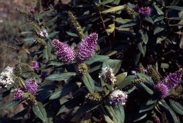 New Zealand hebe, showy hebe, or showy-speedwell (Hebe speciosa), Plantaginaceae. (Photo by DeAgostini/Getty Images)