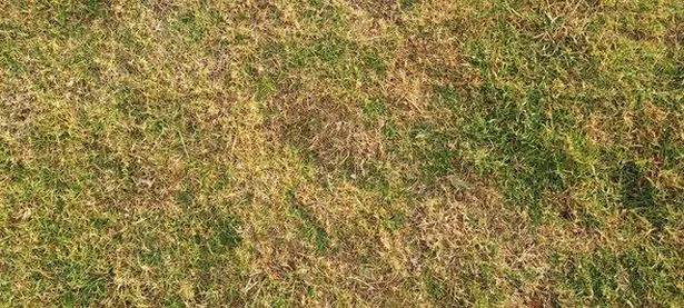 Patchy grass with brown and green hues