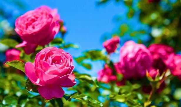 Picture of healthy roses 
