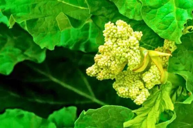 Picture of rhubarb flowering 