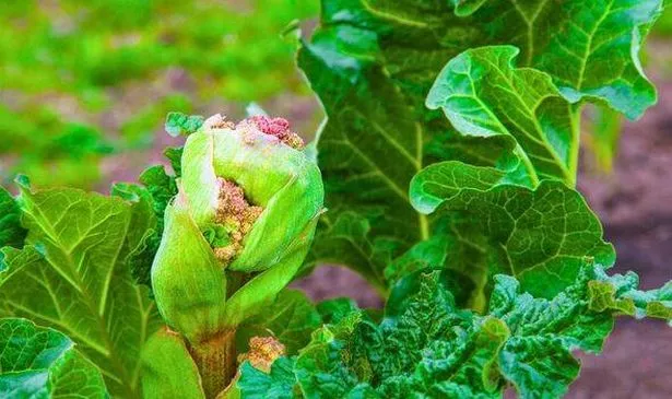 Picture of rhubarb seed pod 