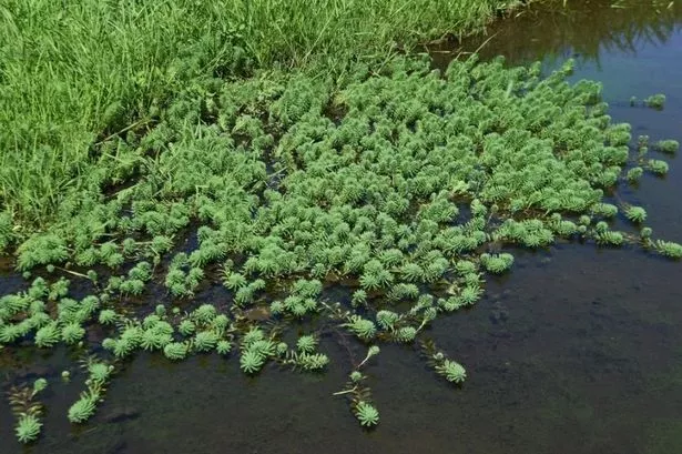 Image of weed in pond