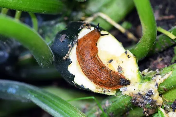 A slug eating someone's vegetables in a garden
