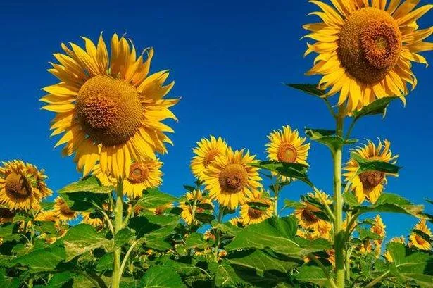 Sunflowers growing under a vibrant blue sky