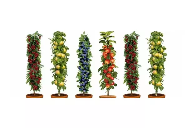 The Dwarf Patio Pillar Fruit Trees Collection has been reduced by £50