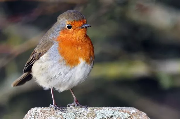 The UK garden favourite, the Robin. 