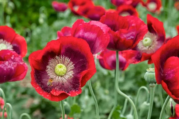 Red poppies