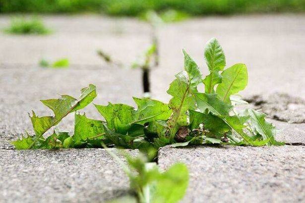 Weeds on a pavement