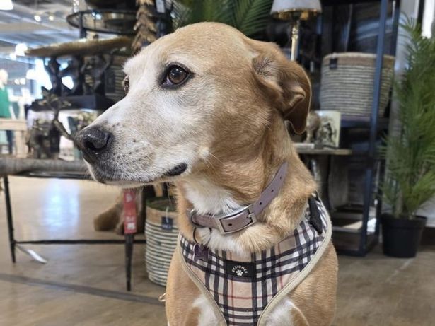 I took my dog, Suki, for one last walk around Trentham Garden Centre before it closes its doors to dogs on June 30 2025.