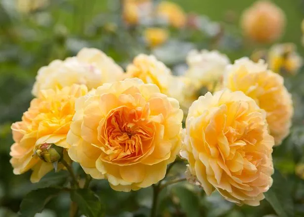 Yellow roses