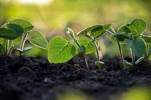 Young sprouts 