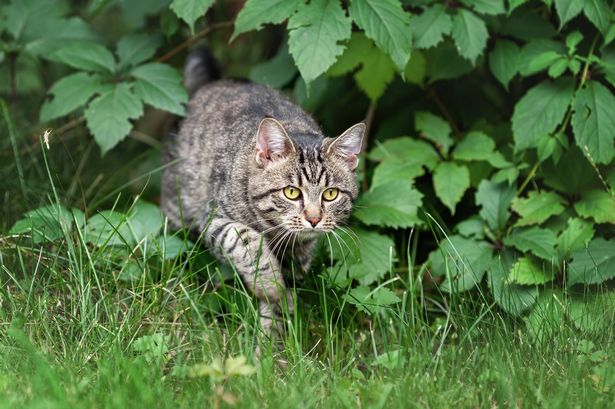 A gardening expert has highlighted three ways to deter cats from 'ruining' your garden (stock)