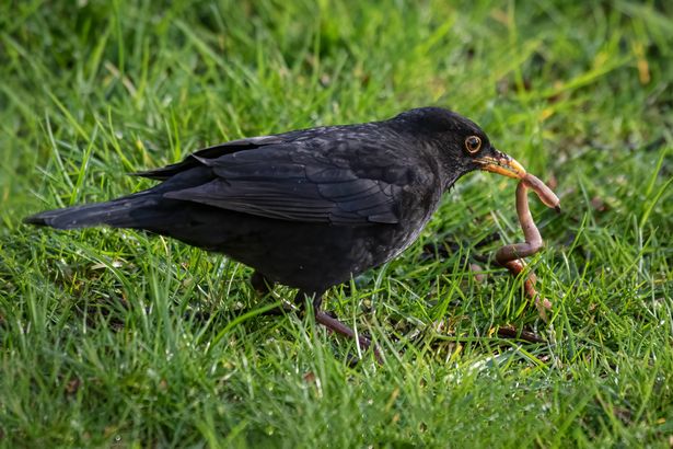 A close up of a male blackbird that has just caught a worm in the grass and it has it in its beak. Like an old saying, the early bird catches the worm