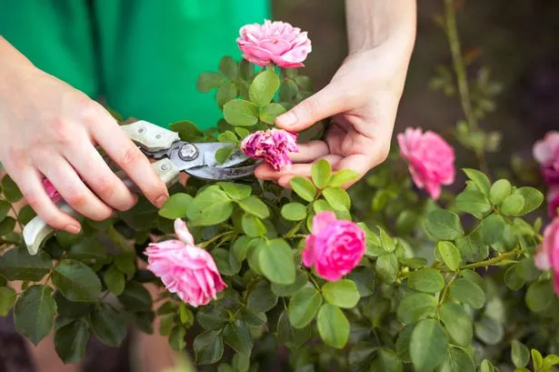 Close up of someone deadheading roses