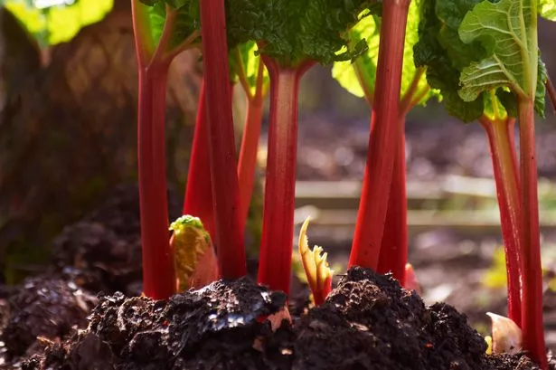 close up of rhubarb