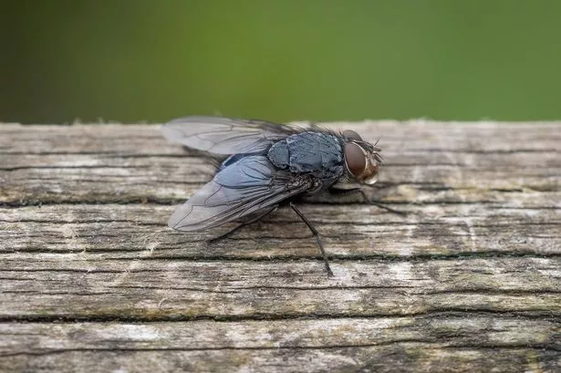 a close up study of a common fly as it has landed on a wooden fence. The detailed image shows the hairs in detail on its back. there is space for copy text around the subject