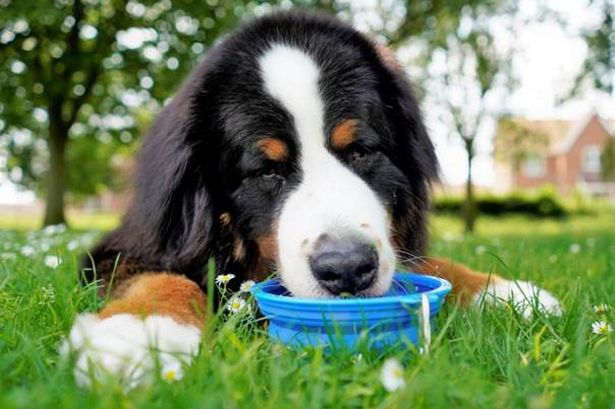 A dog drinking water in a garden on hot day