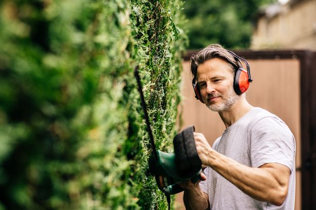 Man is trimming a hedge in his own garden. He is wearing red ear protectors to block the noise of the hedge trimmer.