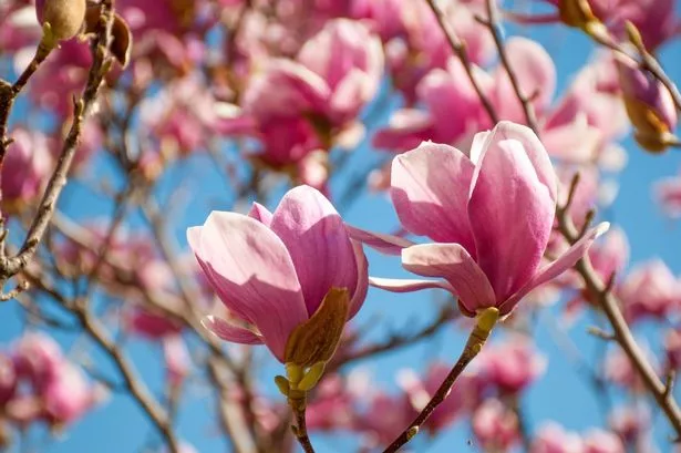 Magnolia tree